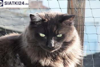 Siatki Biłgoraj - Zabezpieczenie balkonu siatką - Kocia siatka - bezpieczny kot dla terenów Biłgoraja